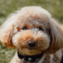 Uroczy maltipoo piesek, jak mały miś, z puszystym futerkiem i błyszczącymi oczami, siedzi na trawie.