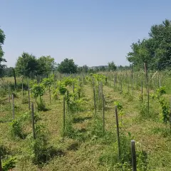 Młode drzewka, być może zagrożone wyginięciem gatunki, rosną w rzędach na łące.