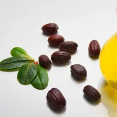 Semi di jojoba, foglie e una bottiglia di olio dorato. Informazioni su olio di jojoba controindicazioni.