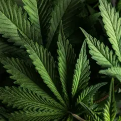 Zielone liście konopi, z których można pozyskać THC.