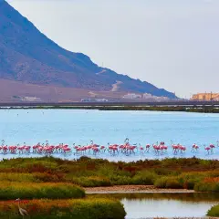Flamencos rosados pastan en las salinas de Cabo de Gata, con una montaña y edificios al fondo.