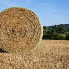 Duże, okrągłe bele słomy na polu po żniwach. Zastanawiasz się, ile kosztuje bela słomy?