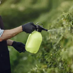 Ogródkarz w czarnej zapasce i rękawiczkach rozpyla oprysk z czosnku na krzewy.