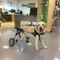 Labrador con silla de ruedas, recuperándose de una parálisis repentina. Su mirada es esperanzada.