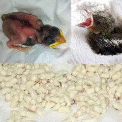 Junge Spatzen hungrig: Ein erwachsener Spatz, Küken in verschiedenen Stadien und ein Haufen Maden, was fressen junge Spatzen.