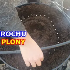 Kiedy siać groch, aby uniknąć strat i uzyskać najlepsze plony?