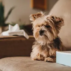 Mi perro estornuda mucho, parece que necesita pañuelos.