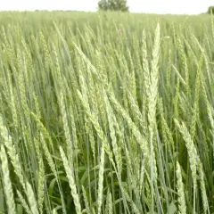 Zielone kłosy orkiszu na polu, zapowiadające obfite plony. Uprawa orkiszu w pełnym rozkwicie.