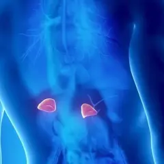 Anatomical illustration showing the human torso with highlighted nadnercza, located above the kidneys.