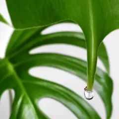 Kiedy monstera płacze, kropla wody spływa z jej liścia, odbijając światło.