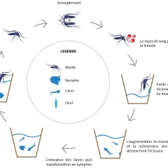 Cycle de vie du moustique : accouplement, repas de sang, ponte des œufs (nid de moustiques), éclosion, croissance des larves et nymphes, puis émergence des adultes.