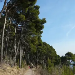 Sentiero tra i pini d'Aleppo, con il mare all'orizzonte e un cielo azzurro.