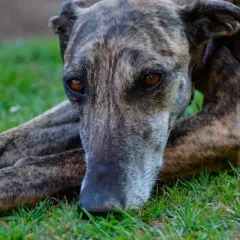 Un galgo inglés de pelaje atigrado descansa sobre la hierba, con sus ojos ambarinos mirando fijamente.