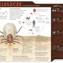 Narząd Hallera u kleszcza to narząd czucia, który pomaga mu wykryć ofiarę.