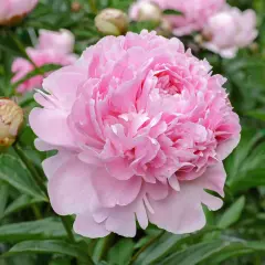 Un bocciolo di peonia rosa pallido si apre in un tripudio di petali soffici, mostrando il suo delicato color peonia.