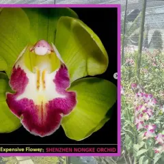 Wyjątkowa orchidea Shenzhen Nongke, znana jako najdroższy kwiat świata, kwitnie w szklarni.