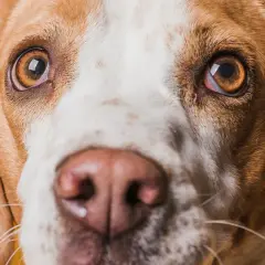 Zbliżenie na pysk psa rasy beagle. Widać jego brązowe oczy, które lekko zaczerwienione, oraz wilgotny nos.