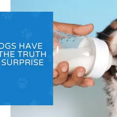 A Bernese Mountain Dog puppy drinks milk from a bottle, prompting the question: can dogs have milk?