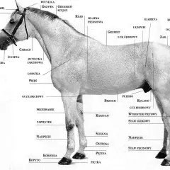 Anatomia konia: od potylicy, przez grzbiet, aż po zad i ogon. Widoczne są liczne części ciała, od grzywy po kopyto, a także szczegóły powyżej kopyta.