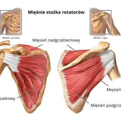 Anatomia mięśni stożka rotatorów barku: widok z przodu i z tyłu z oznaczeniami.