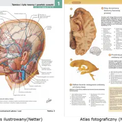 Anatomia człowieka po polsku: tętnice i żyły twarzy, powłok czaszki oraz przekroje mózgowia.