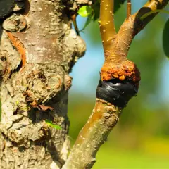 Primo piano di un innesto su un ramo d'albero, con la corteccia ruvida e la zona di unione avvolta in nastro nero. Diversi tipi di innesto sono visibili.