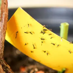 Żółta pułapka lepowa z przyklejonymi ziemiórkami, obok łodygi rośliny. Naturalny sposób na pozbycie się szkodników.
