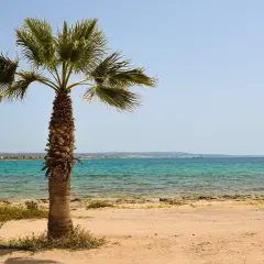 Palma na piaszczystej plaży, turkusowe morze. Czy to miejsce, gdzie jest najcieplejsza woda na świecie?
