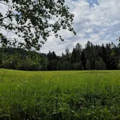 Zielona łąka i las na tle nieba. Krynica-Zdrój jakie to góry? Beskid Sądecki, łagodne wzgórza porośnięte lasem.
