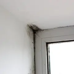 Moisissure noire dans le coin d'une pièce, près d'une fenêtre. Une situation qui justifie une lettre pour quitter un logement insalubre.