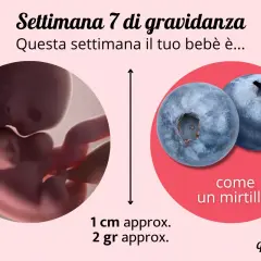 Settimana 7 di gravidanza: il tuo bebè è grande come un mirtillo, circa 1 cm e 2 grammi.