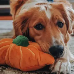 Złoty retriever leży obok pluszowej dyni, zastanawiając się, czy pies może jeść pestki dyni.