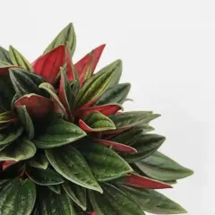 Un primo piano di una peperomia con foglie verdi e rosse, un esempio di definizione peperomia per la sua bellezza.