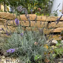 Lavendel schneiden für einen duftenden Garten. Die violetten Blüten vor der Steinmauer verströmen ihren Duft.