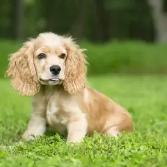 Uroczy szczeniak rasy english cocker spaniel siedzi na trawie, z językiem lekko wysuniętym.