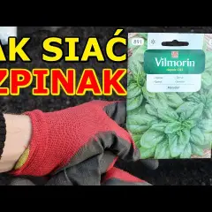 Jak sadzić szpinak w doniczce - proste triki na udane plony