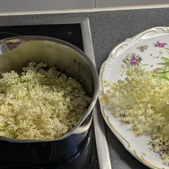 Fleurs de sureau dans une casserole et sur une assiette décorée, prêtes pour faire du sirop de sureau.