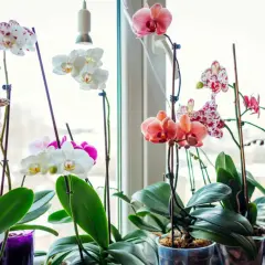 Orchidées épanouies sur un rebord de fenêtre. Un remède de grand-mère pour orchidée, comme un peu de lumière naturelle, suffit à les faire prospérer.