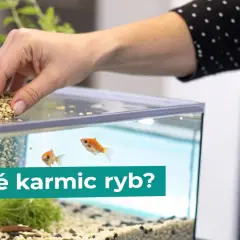 Dłoń wsypuje pokarm do akwarium, gdzie pływają złote rybki. Zastanawiasz się, co jedzą ryby?