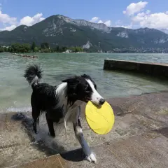 Chien noir et blanc avec un frisbee jaune dans la gueule, sortant de l'eau sur une plage autorisée aux chiens en Haute-Savoie.