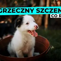 Niesforny szczeniak? Praktyczny poradnik, jak rozwiązać problemy