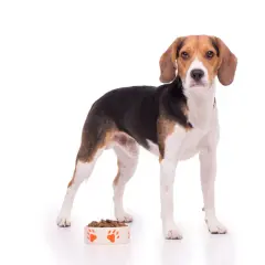 Beagle szczeniak: ile karmy? Dawki, harmonogram, uniknij pułapek!