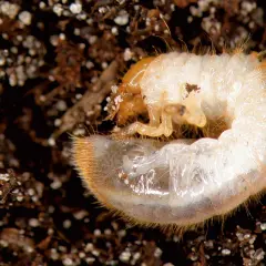 Larva bianca e pelosa, un esempio di insetti che mangiano le radici delle piante, si muove nel terreno scuro.