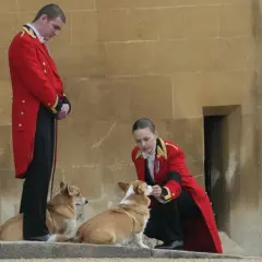 Dwaj strażnicy w czerwonych kurtkach opiekują się dwoma corgi, wiernymi psami królowej Elżbiety.