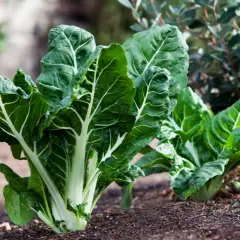 Plantas de acelgas verdes y frescas en un huerto. ¡Los perros pueden comer acelgas!