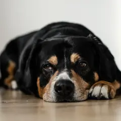 Mi perro se queda quieto mirando a la nada, con su cabeza apoyada en sus patas.