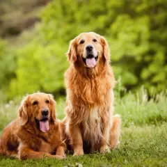 Ile powinien ważyć golden retriever? Sprawdź, czy twój pies jest zdrowy