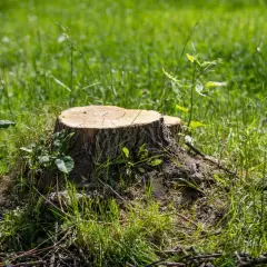 Gruby pień drzewa, otoczony zieloną trawą i młodymi pędami, stanowi świadectwo minionego życia.