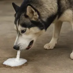 Siberian husky pies wymiotuje pianą na beton.