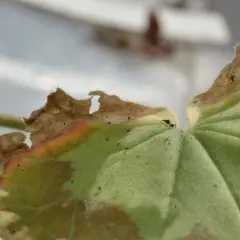 En pelargon med gula blad och brända kanter. En del av bladet har blivit brunt och torrt.